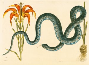 Anguis, il serpente Wampum, tavola 58, vol. 1 da 