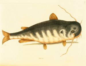 Pesce gatto, tavola 23, vol. 1 da 