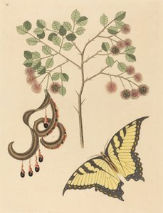 Unghia di gatto (Mimosa circinalis)