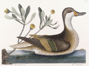 Crisantemo &c da Mark Catesby