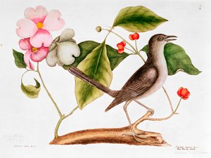 Corniolo: Cornus florida, e Uccello Beffardo dalla Storia Naturale della Carolina