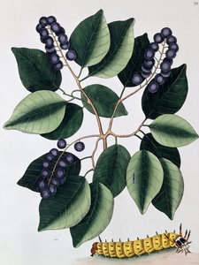 Prugna piccione e un grande bruco cornuto, 1771