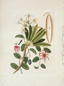 Plumeria obtusa L. Frangipani di Singapore da Mark Catesby