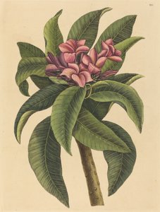 Frangipani rosso Plumeria rubra, pubblicato 1731-1743 da Mark Catesby