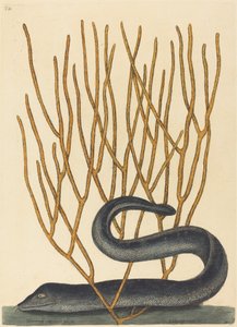 La murena nera (Muraenae helenae varietas) da Mark Catesby