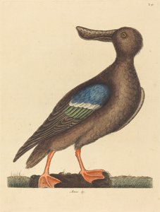 La spatola dalle ali blu (Anas clypeata foemina) da Mark Catesby