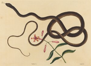 Il Serpente Frustino (Coluber flagellum) da Mark Catesby