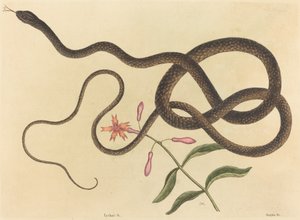 Il serpente frusta Coluber flagellum da Mark Catesby