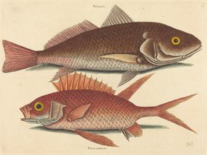 Il Croker (Perca undulata) da Mark Catesby