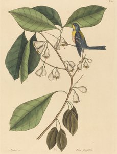 Il rampicante fringuello (Parus americanus) da Mark Catesby