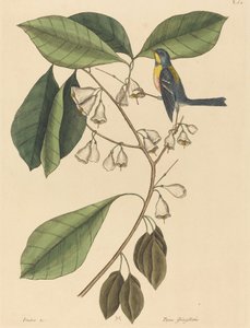 Il Rampicante dei Fringuelli Parus americanus, pubblicato 1731-1743 da Mark Catesby