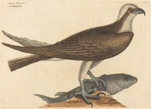 Il falco pescatore Falco haliaetus, pubblicato 1754 da Mark Catesby