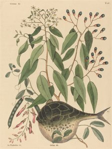 Il pesce globo Tetrodon lagocephalus, pubblicato 1731-1743