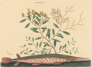 Il pesce verde Esox osseus, pubblicato 1731-1743 da Mark Catesby