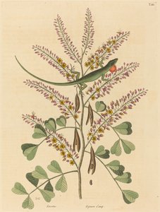 La lucertola verde della Giamaica Lacerta bullaris, pubblicato 1731-1743 da Mark Catesby
