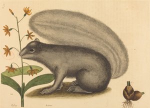 Lo scoiattolo grigio (Sciurus cinereus) da Mark Catesby