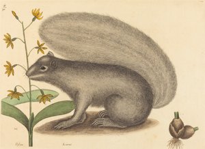 Scoiattolo grigio Sciurus cinereus da Mark Catesby