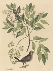 La colomba terricola (Columba passerina) da Mark Catesby