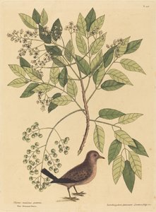 La Colomba Terricola Columba passerina da Mark Catesby