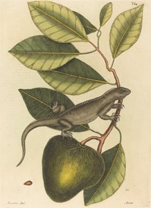 La Guana Lacerta Iguana da Mark Catesby