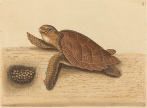 La tartaruga embricata (Testudo caretta) da Mark Catesby