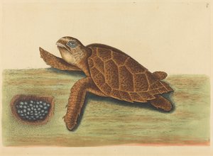 La tartaruga embricata Testudo caretta, pubblicato 1731-1743 da Mark Catesby
