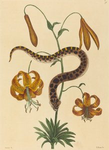 Il serpente a naso di maiale (Boa contortrix) da Mark Catesby