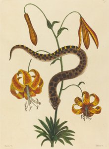 Il serpente dal naso di maiale Boa contortrix, pubblicato 1731-1743 da Mark Catesby