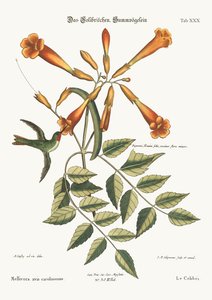 Il Colibrì, 1749-73 da Mark Catesby