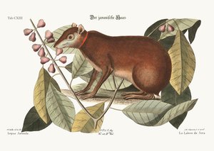 La lepre di Giava, 1749-73 da Mark Catesby