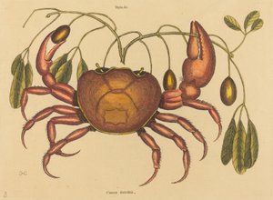 Il granchio terrestre Cancer ruricola da Mark Catesby