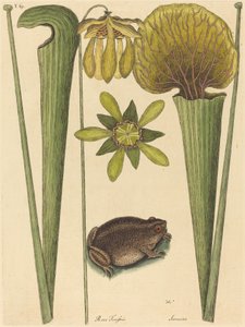 La rana terrestre Rana