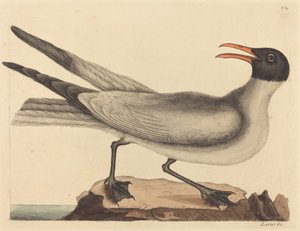 Il gabbiano ridens da Mark Catesby