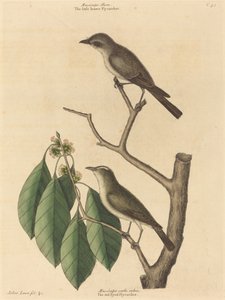 Il piccolo pigliamosche bruno da Mark Catesby