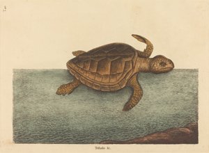La tartaruga Loggerhead Testudo Cavanna, pubblicato 1731-1743