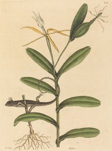 La lucertola di Lione (Lacerta 6-lineata) da Mark Catesby