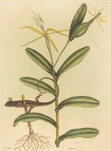 La Lucertola di Lione (Lacerta 6-lineata) da Mark Catesby