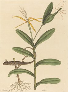 La lucertola di Lione Lacerta 6-lineata, pubblicato 1731-1743 da Mark Catesby