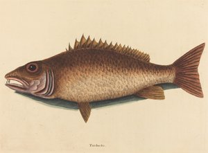 Il Mangrove Snapper (Labrus griseus)