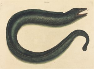 La Murena (Muraena helena) da Mark Catesby