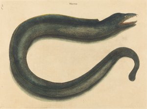 La murena Muray Muraena helena, pubblicato 1731-1743 da Mark Catesby