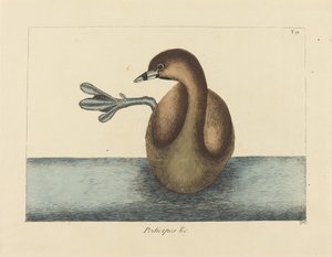 Il Tuffetto (Colymbus podiceps)