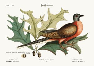 Il piccione di passaggio, 1749-73 da Mark Catesby