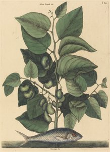 Il Pilchard Argentina carolina, pubblicato 1731-1743 da Mark Catesby
