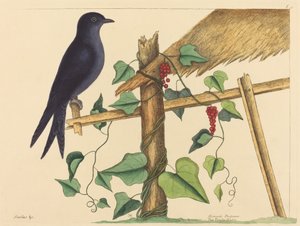 Il martin pescatore viola (Hirundo purpurea) da Mark Catesby