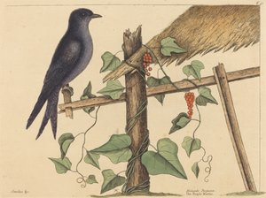 Il martin pescatore viola (Hirundo purpurea)