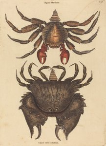 Il Granchio Maculato Rosso (Cancer grapsus) da Mark Catesby