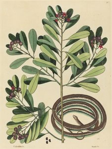 Il Serpente a Nastro (Coluber saurita) da Mark Catesby