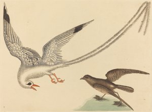 Il passero del riso Emberiza oryzivora, pubblicato 1731-1743 da Mark Catesby