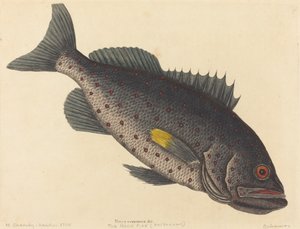 Il pesce roccia Perca venenosa, pubblicato 1754